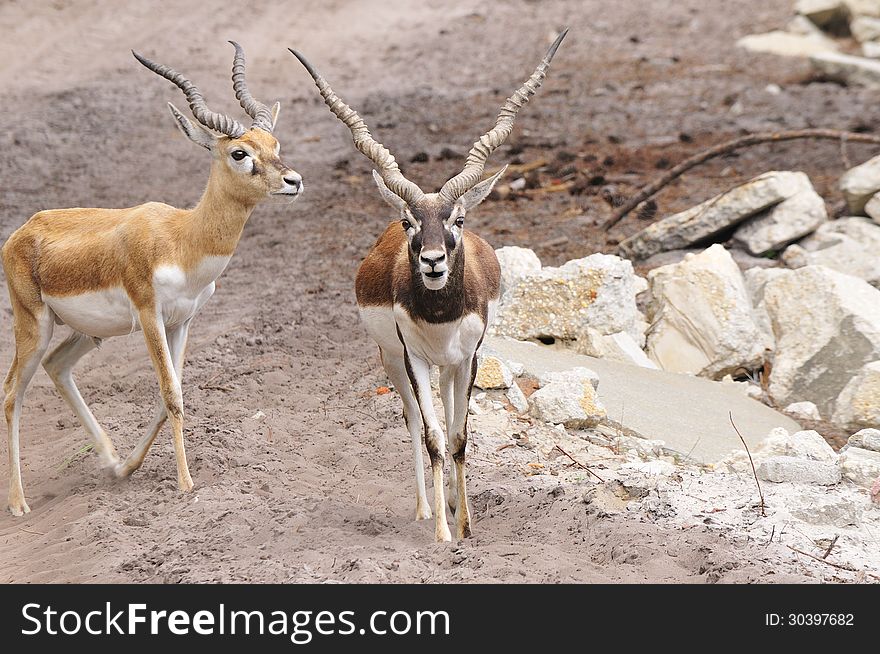 Gazelle antelope from African continent