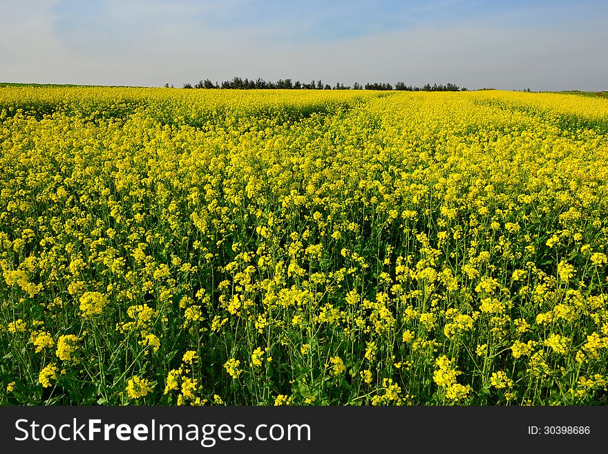 Yellow flowering canola field scenery. Yellow flowering canola field scenery
