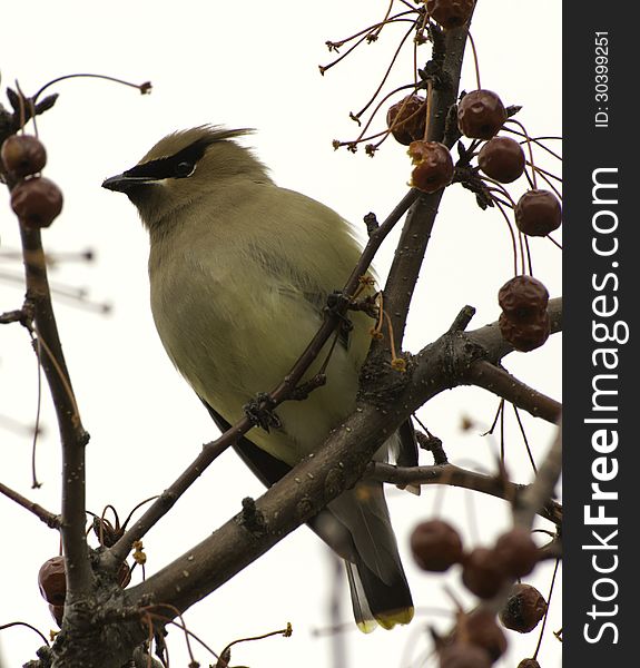 Cedar Waxwing sitting in a crab apple tree. Cedar Waxwing sitting in a crab apple tree