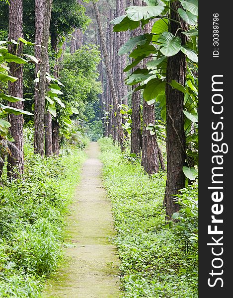 Curved path in a  peace garden. Curved path in a  peace garden