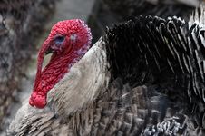 Free Domestic Turkey Stock Photos - 3044093