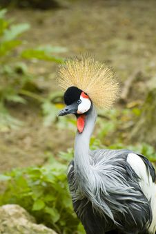 Crowned Crane Bird Stock Photo Crowned Crane Bird Stock Photo