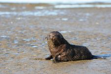 Young Sea Lion Stock Photography