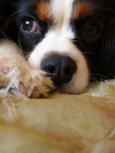 King Charles Spaniel Puppy Stock Images