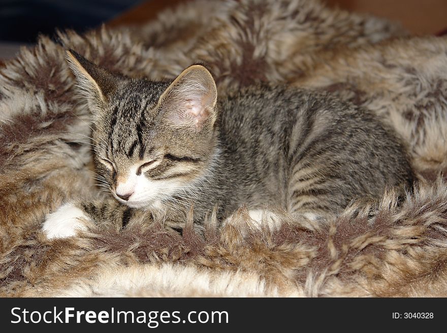 A 10 week old kitten cuddles up in a blanket. A 10 week old kitten cuddles up in a blanket.