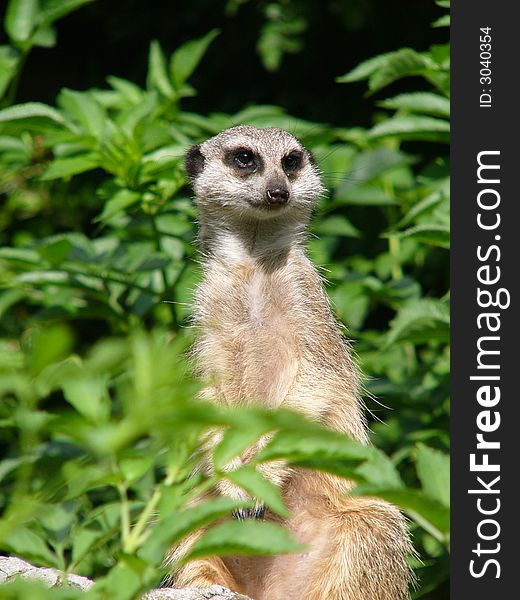 Suricata, watchful, meerkat, standing, mammal, nature. Suricata, watchful, meerkat, standing, mammal, nature