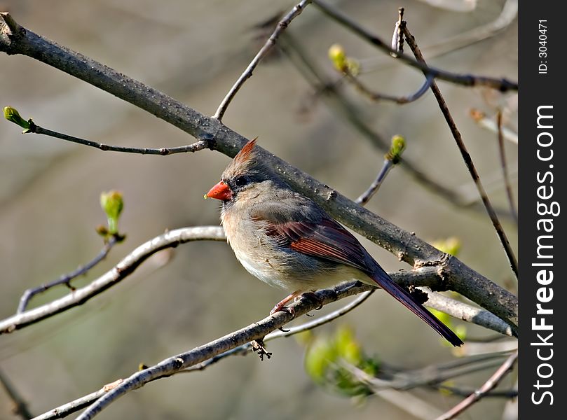 Female cardinal perched on a tree branch. Female cardinal perched on a tree branch