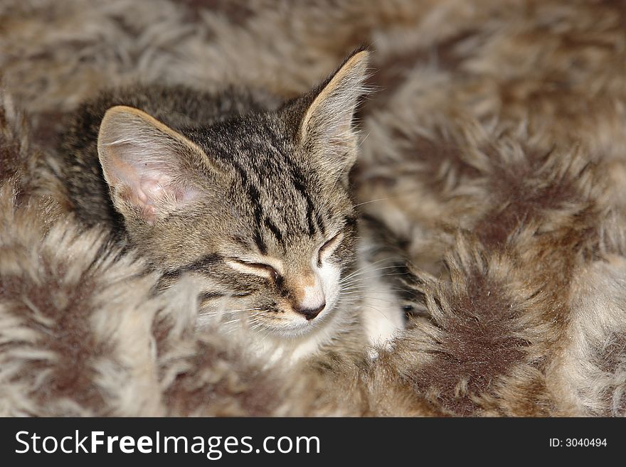 A cute baby kitten rests on a bed of blankets to sleep. A cute baby kitten rests on a bed of blankets to sleep.