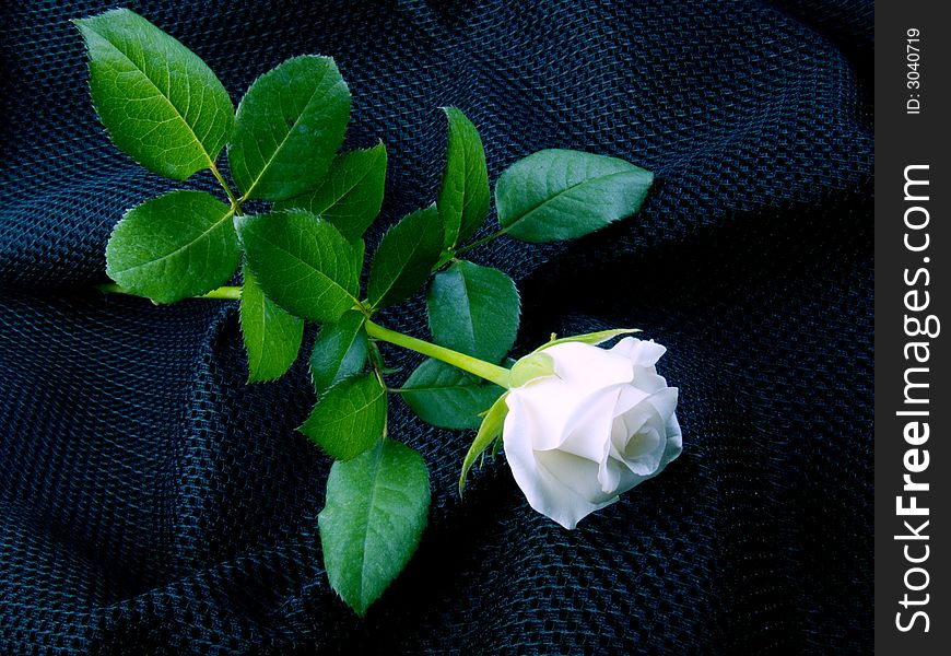 White rose on grafite black