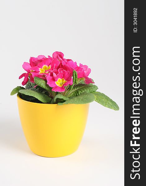 Primrose in yellow pot on the white background