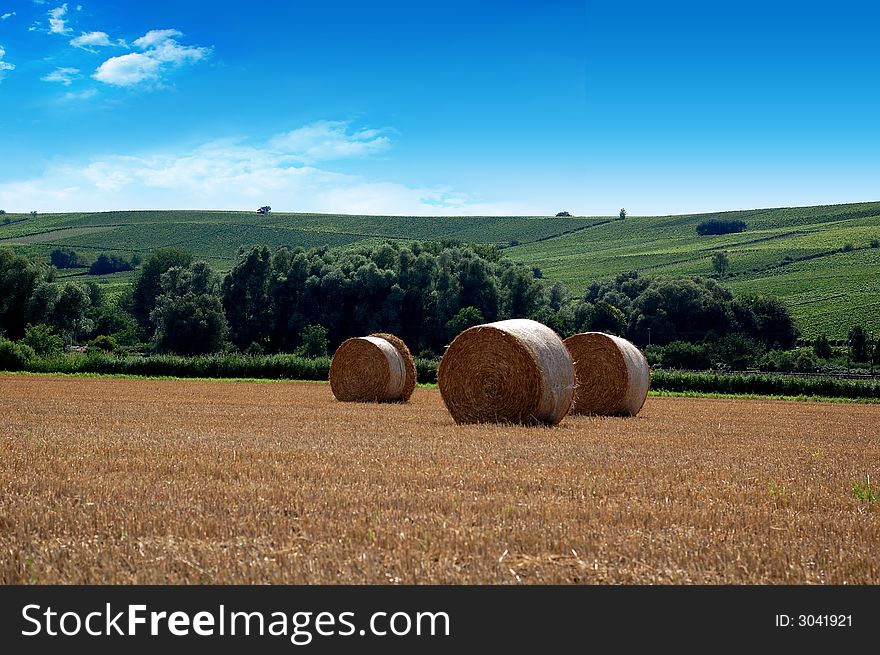 Yellow grain harvested on a farm field