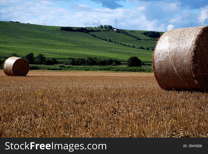 Yellow grain harvested on a farm field