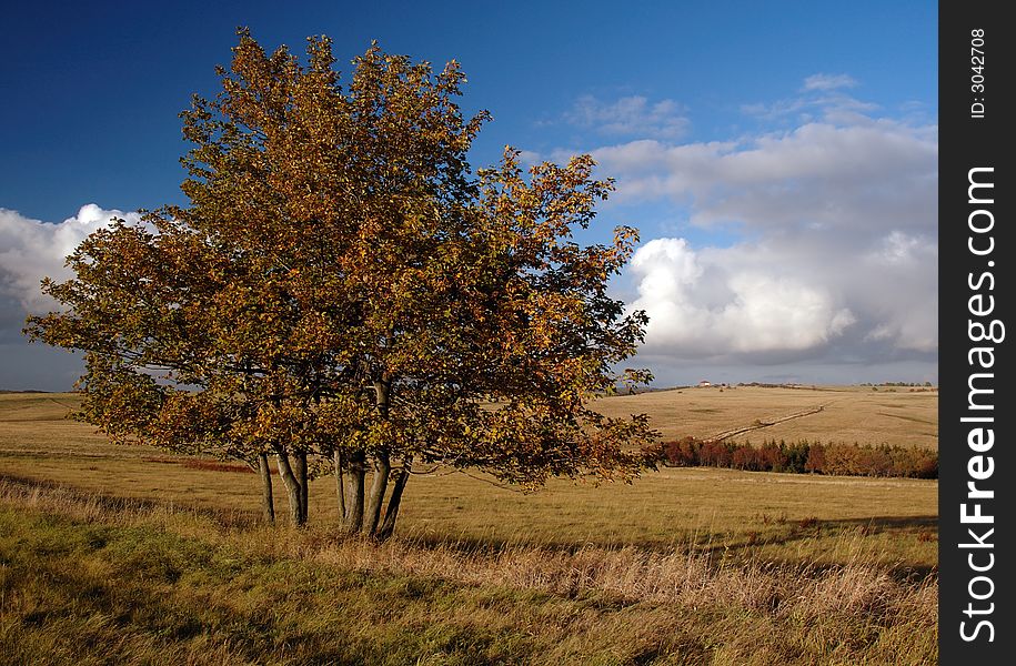 Tree in front of plain landscape in autumn time. Tree in front of plain landscape in autumn time