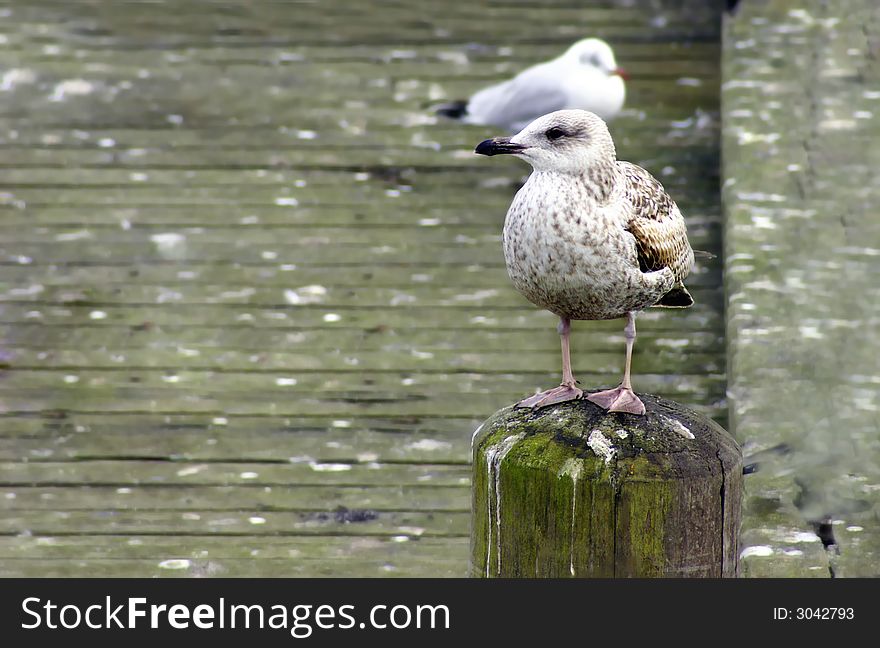 Colorful portrait of the gray seagull. Colorful portrait of the gray seagull