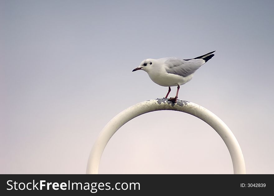 Sea-gull