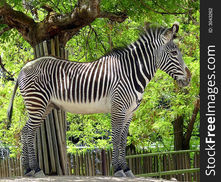 A large zebra standing in front of a tree