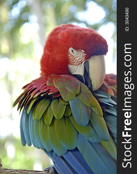 Bird - Parrot - Macaw - Green Wing. Bird - Parrot - Macaw - Green Wing