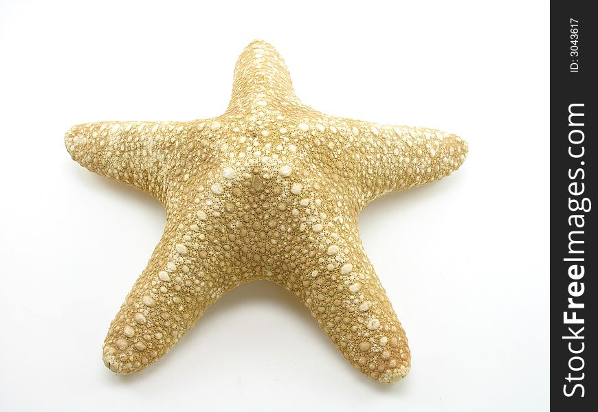 A tan and white starfish on a white background.