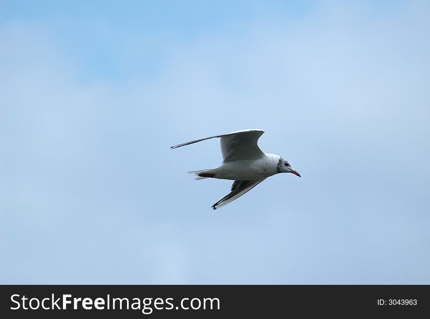 An image of seagull in a flight. An image of seagull in a flight