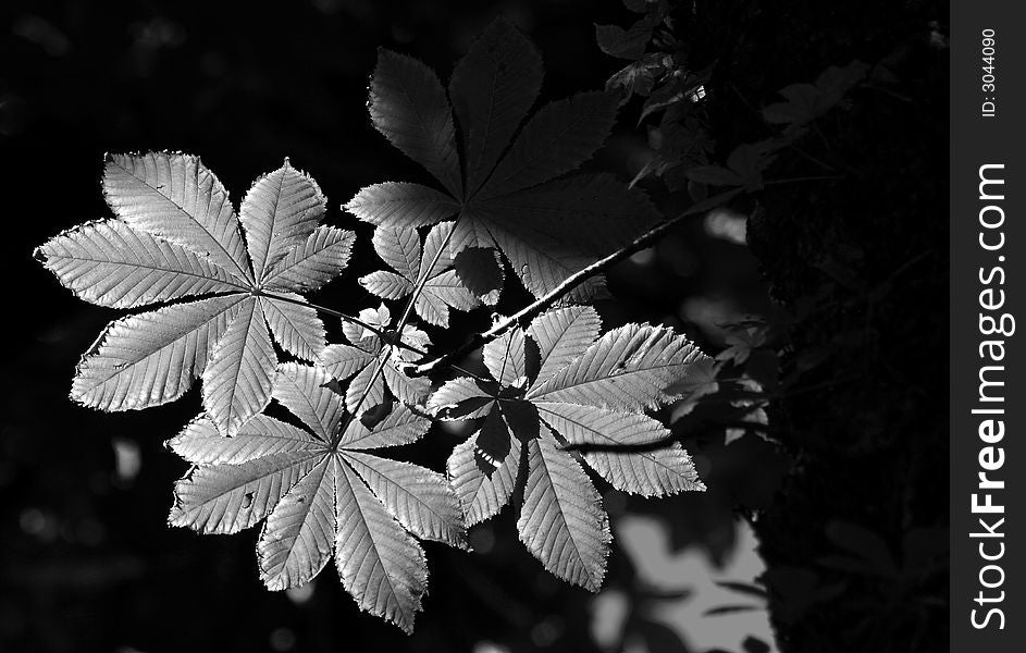 Black and White photograph of horse chestnut leaves (Aesculus hippocastanum) highlighted in a ray of sunlight.