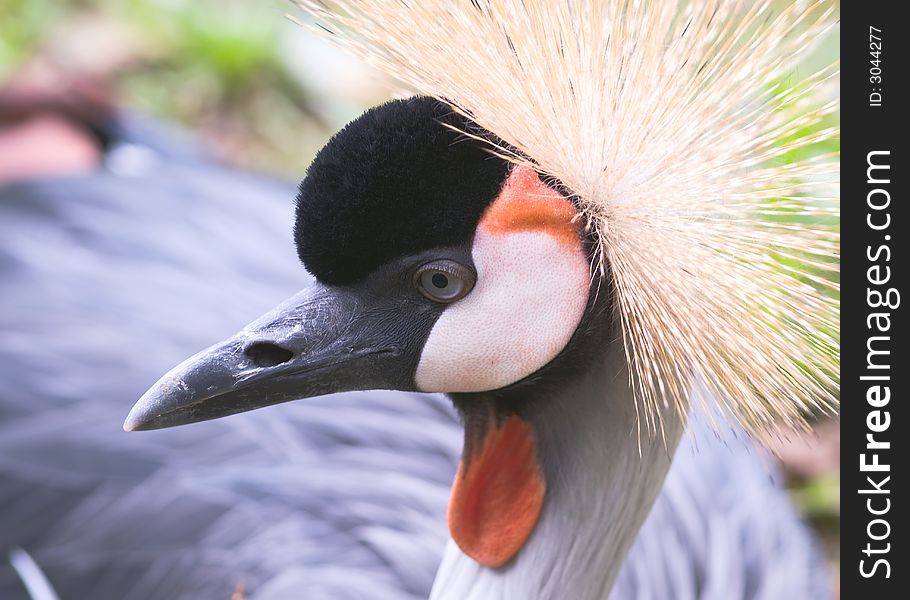 Grey Crowned Crane close-up. Grey Crowned Crane close-up