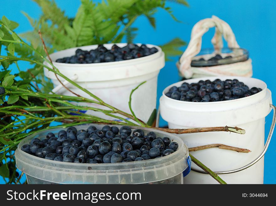 The small full buckets with bilberries