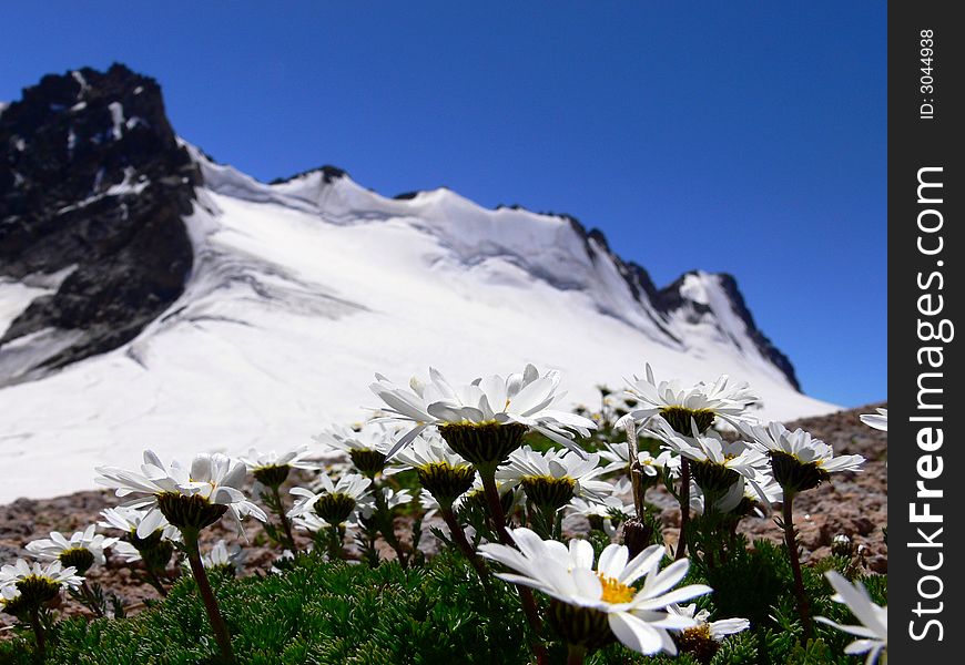 White camomiles in highlands of Caucas Mountains. White camomiles in highlands of Caucas Mountains