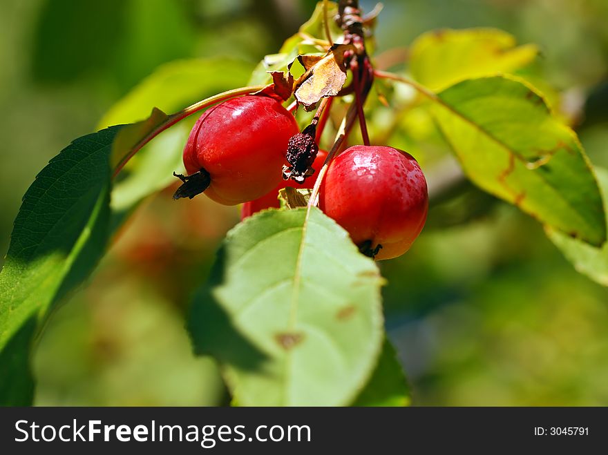 Crab apples hanging from a tree and backlit by the sun