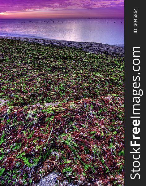 Beach covered with seaweed in the foreground, calm sea at sunset in the background. Beach covered with seaweed in the foreground, calm sea at sunset in the background.