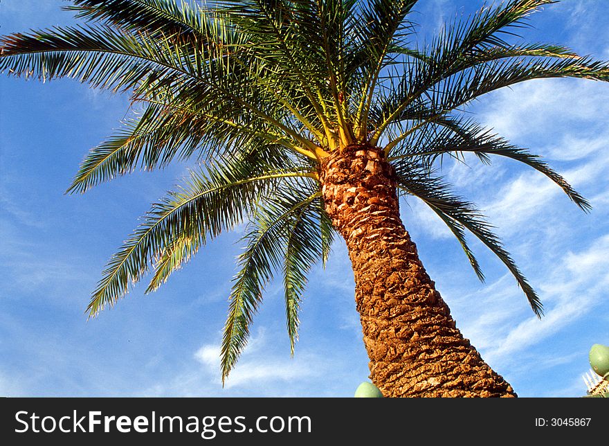A palm tree at the sunshine