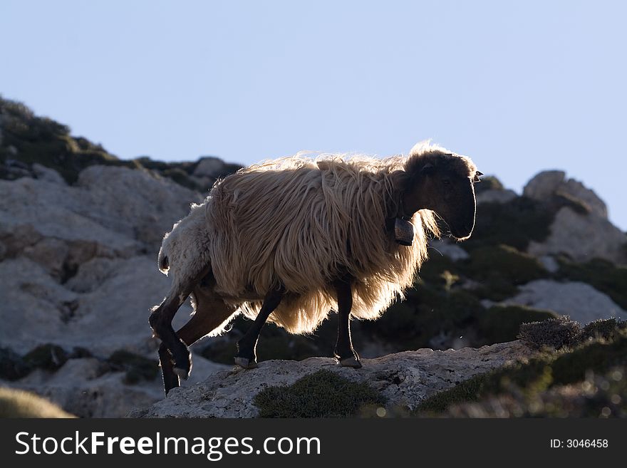 Sheep eating in crete mountains. Sheep eating in crete mountains