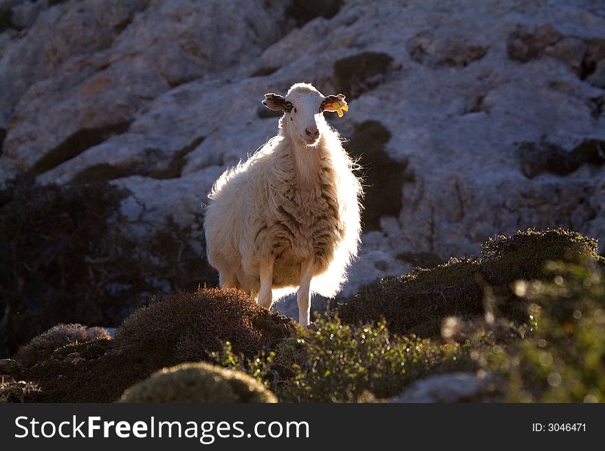 Sheep eating in crete mountains. Sheep eating in crete mountains