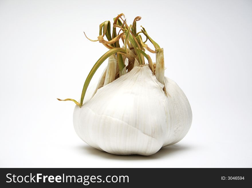 Garlic isolated on white surface