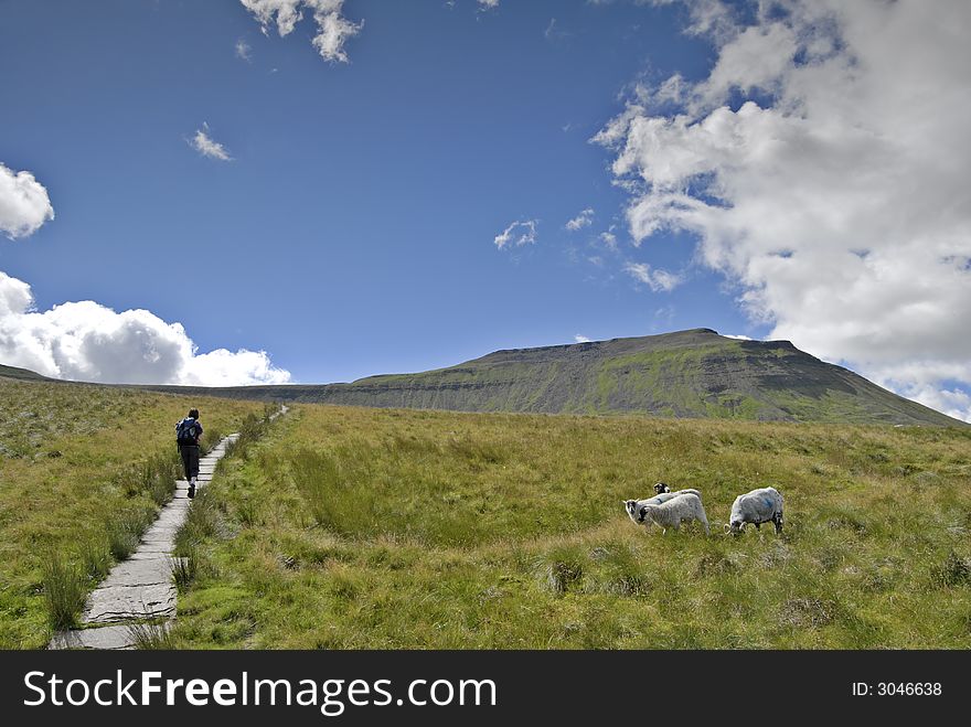 Female hiker ascending the path to Ingleborough from Chapel-le-Dale. Four sheep can be seen grazing on the moorland grass and Ingleborough rises in the distance. Female hiker ascending the path to Ingleborough from Chapel-le-Dale. Four sheep can be seen grazing on the moorland grass and Ingleborough rises in the distance