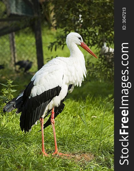 Beautiful stork with green natural background. Beautiful stork with green natural background