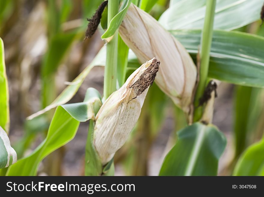 Close up of corn ears bright greens nice detail shallow DOF focus on the ear of corn. Close up of corn ears bright greens nice detail shallow DOF focus on the ear of corn