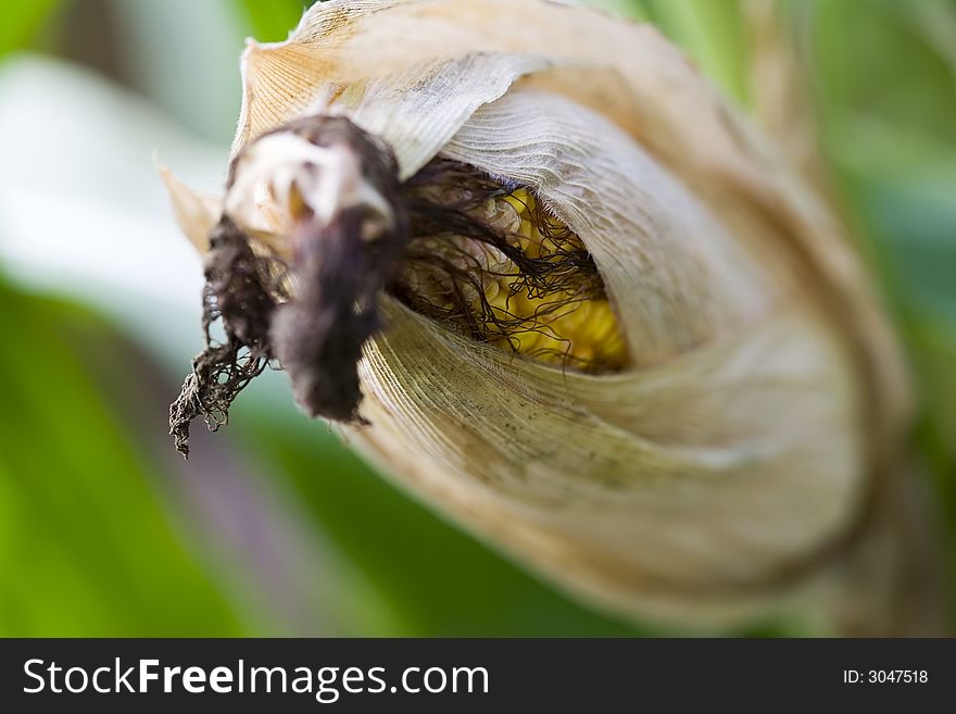 Close up of corn ears bright greens nice detail shallow DOF focus on the ear of corn. Close up of corn ears bright greens nice detail shallow DOF focus on the ear of corn