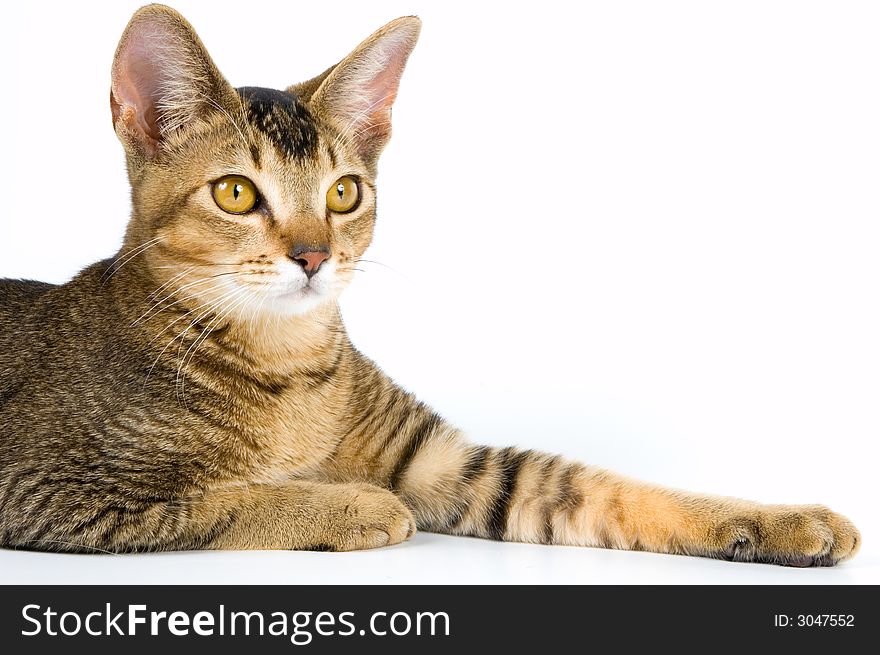 Kitten in studio on a neutral background