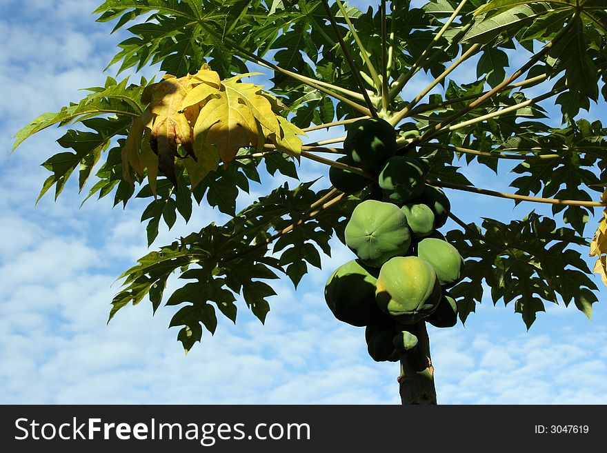 Tree of papaya with fruits