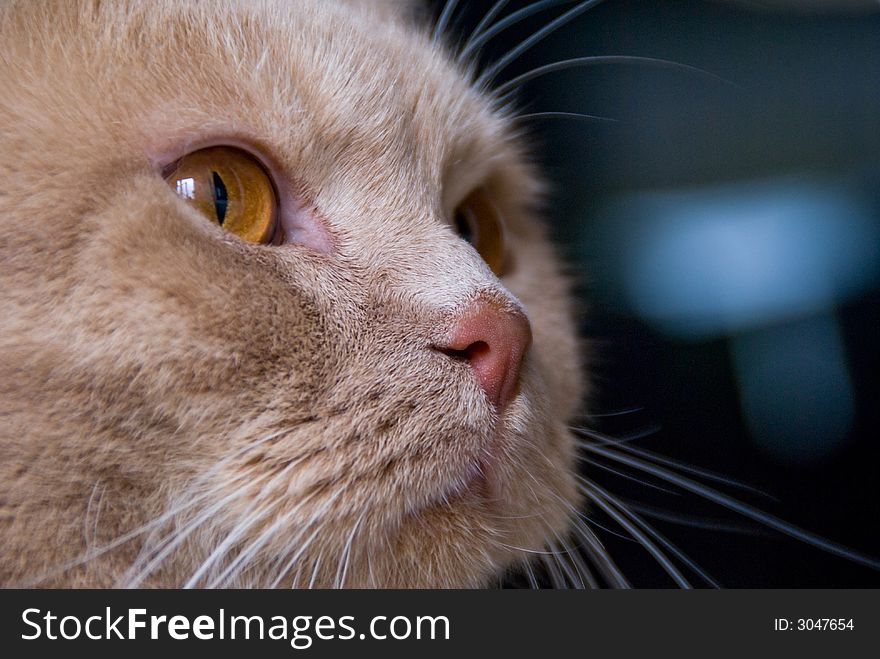 Close-up photo of cream british cat. Close-up photo of cream british cat