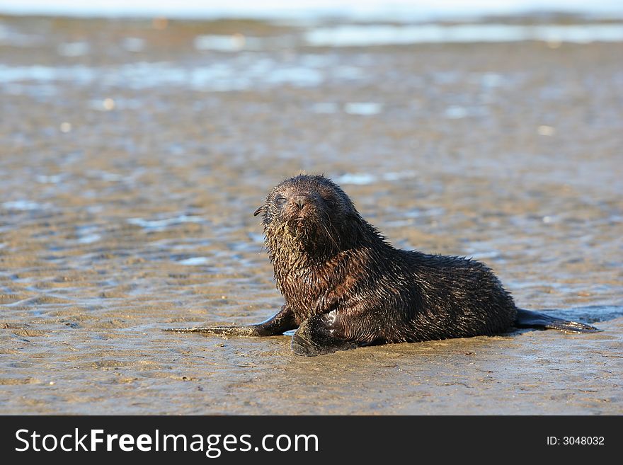 Young Sea Lion On The Shore