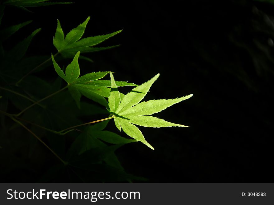 Green maple leaf in sunlight