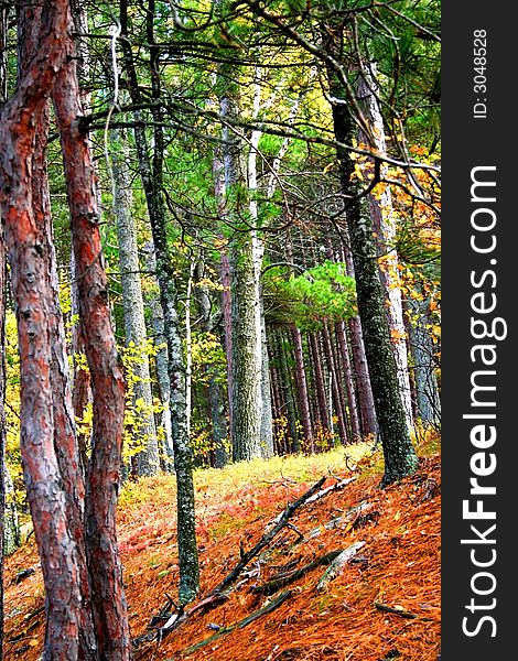 Beautiful view of tall trees in a forest during autumn time. Beautiful view of tall trees in a forest during autumn time