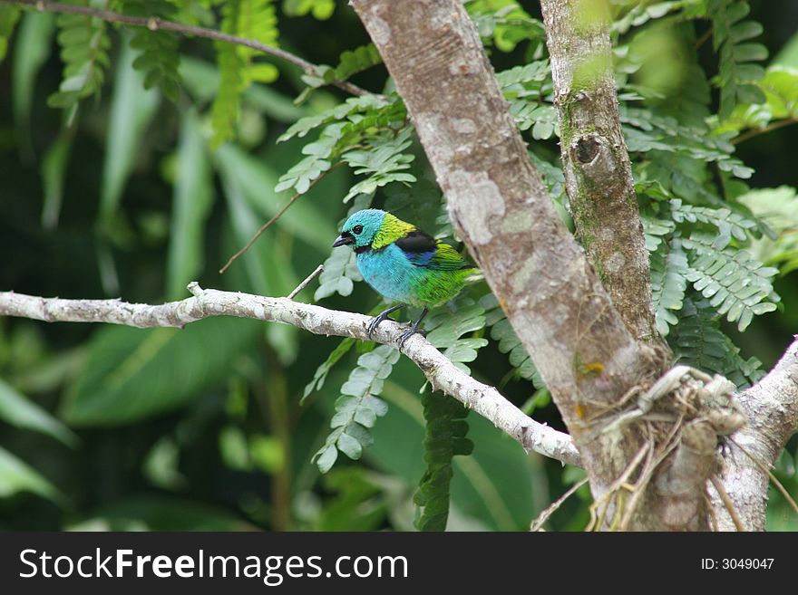 Colorful Tropical Bird