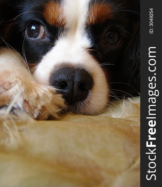 Full frame close-up of Cavalier King Charles Spaniel puppy's black, brown and white face.