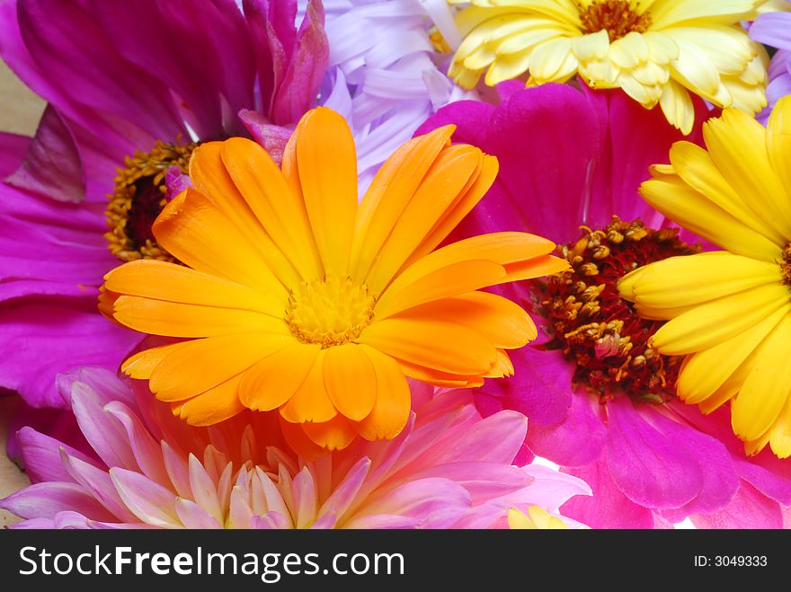 Orange gerber daisy flowers with different color