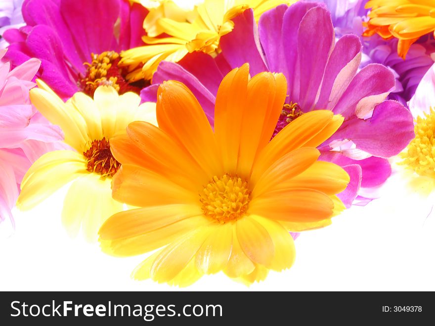 Colorful flowers on white background