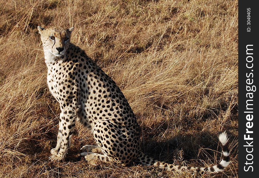 Cheetah in the Masai Mara, Kenya photo taken during safari
