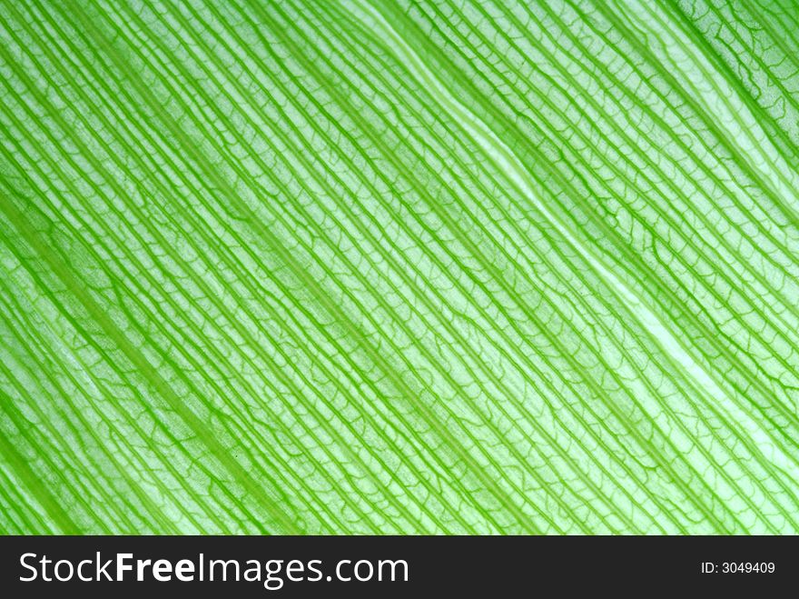 Macro photo of cornÂ´s leaf