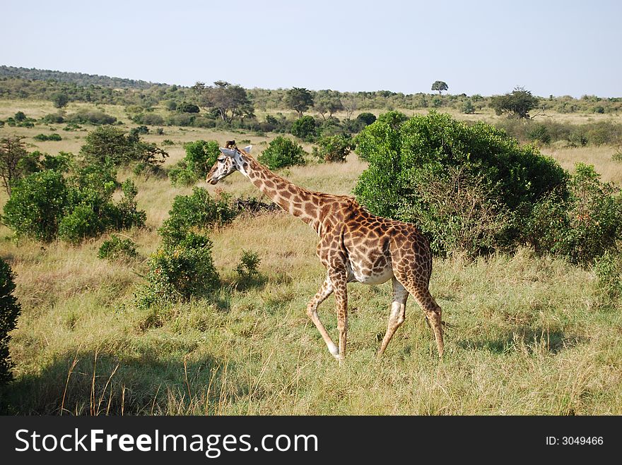 Giraffe in the Masai Mara, Kenya photo taken during safari